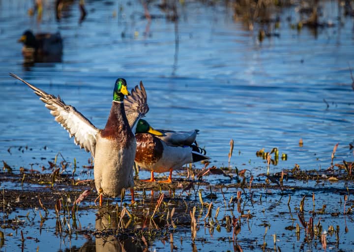 A group of mallard ducks in a lush wetland, displaying vivid colors and natural behavior.