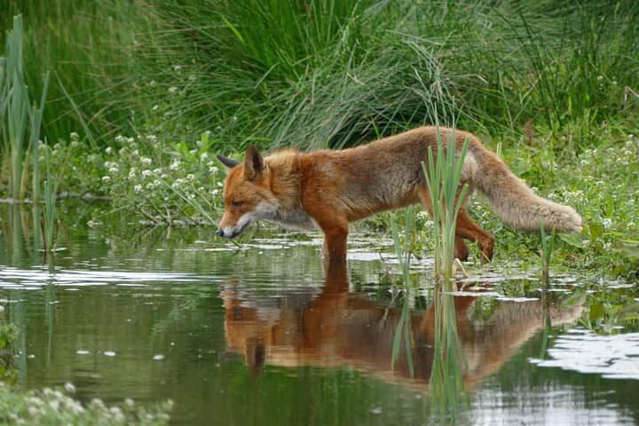 A red fox (Vulpes vulpes) drinks water in a lush green natural setting, reflecting tranquility.