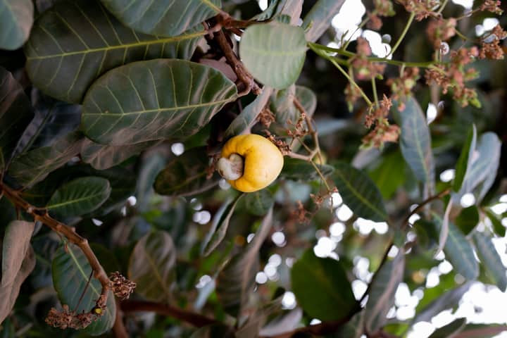 Lush cashew fruit hanging from tree in Sampa, Bono Region, Ghana.