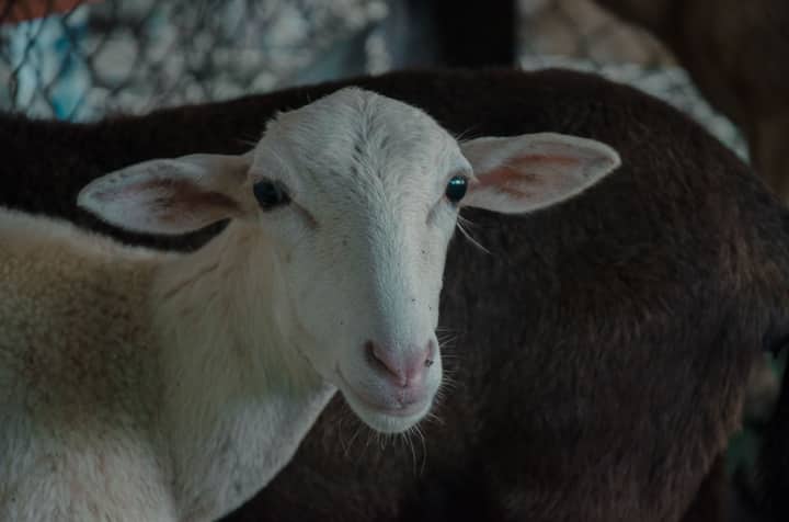 Adorable close-up of a young sheep with expressive eyes in a farm setting.