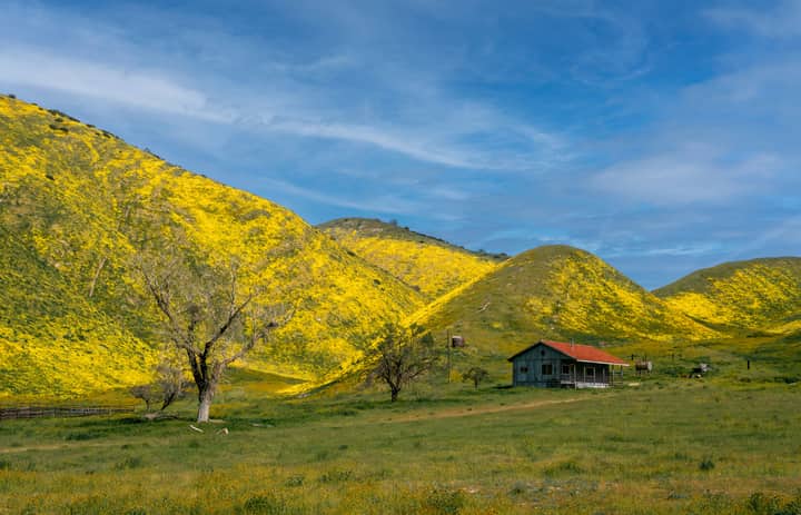 A vibrant spring scene in Santa Margarita, California with yellow hills and a rustic house.