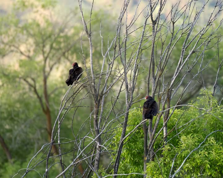 Two turkey vultures resting on tree branches against a forest backdrop in Brewster, WA.