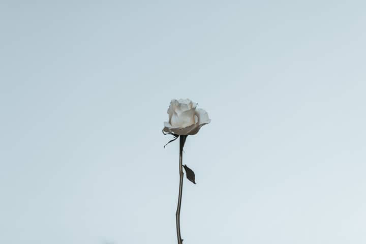 A single white rose with a minimal background, creating an elegant and serene visual.