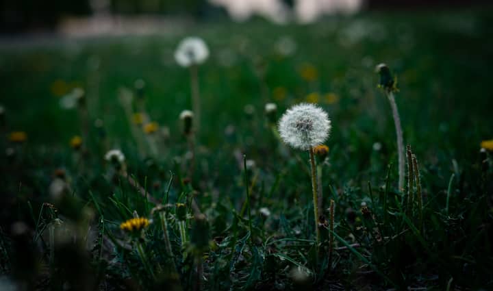 A serene focus on dandelions amidst a lush green grassland, showcasing nature's simplicity.