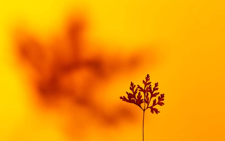 A close-up of Herb Robert with a vivid orange background, showcasing nature's simplicity.
