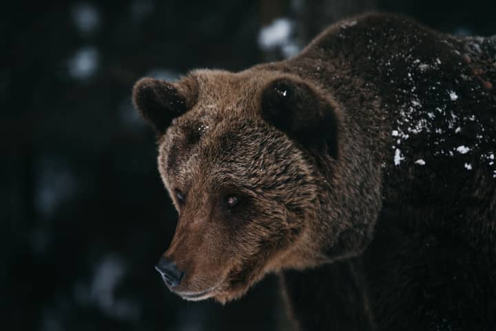 Intense close-up of grizzly bear with snowy fur showcasing its natural habitat.