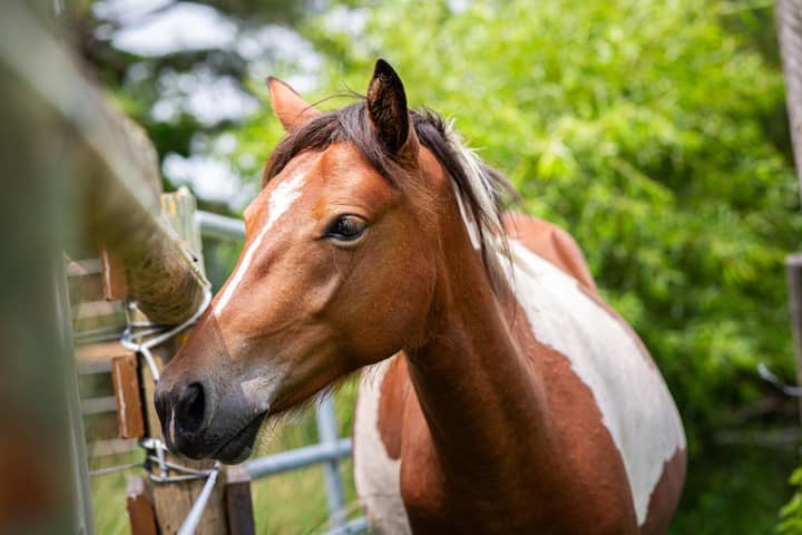 Close-up of a Chincoteague pony behind a fence in lush green rural Virginia.