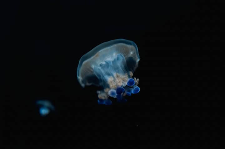 A mesmerizing close-up shot of a jellyfish captured underwater, showcasing its vivid blue hues against a dark background.