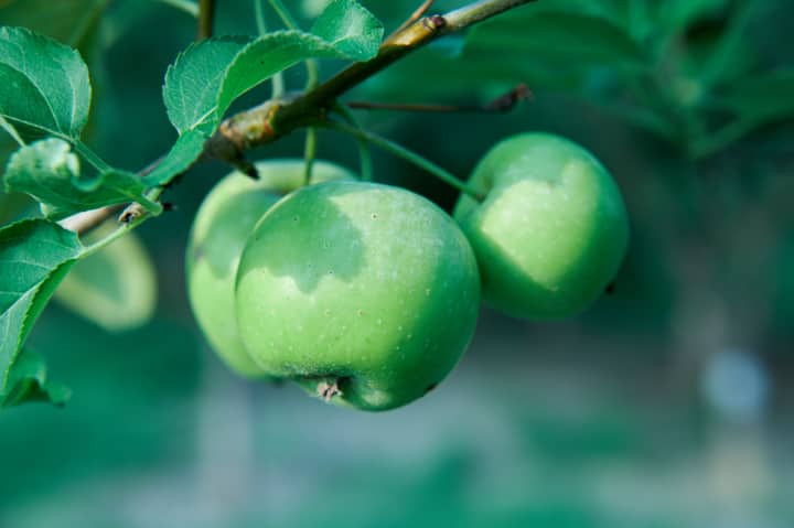 Vibrant green apples hanging on a branch, symbolizing freshness and growth.