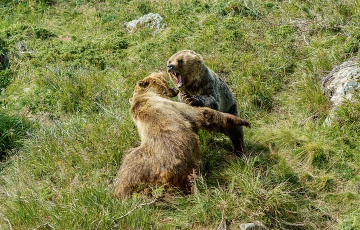 Action-packed scene of two grizzly bears fighting in a grassy field.