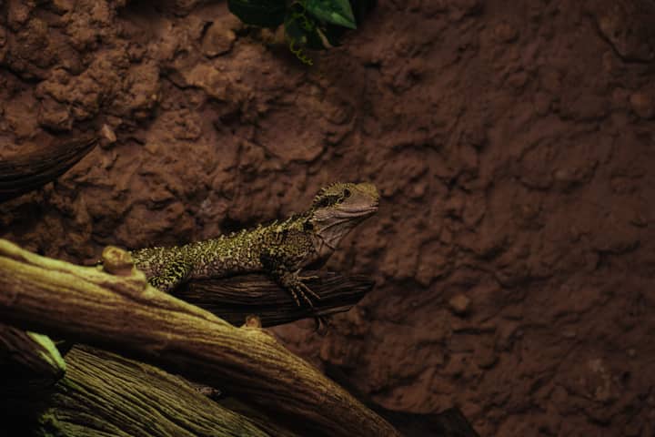 A gecko blends into a tree branch in its natural habitat, showcasing expert camouflage.