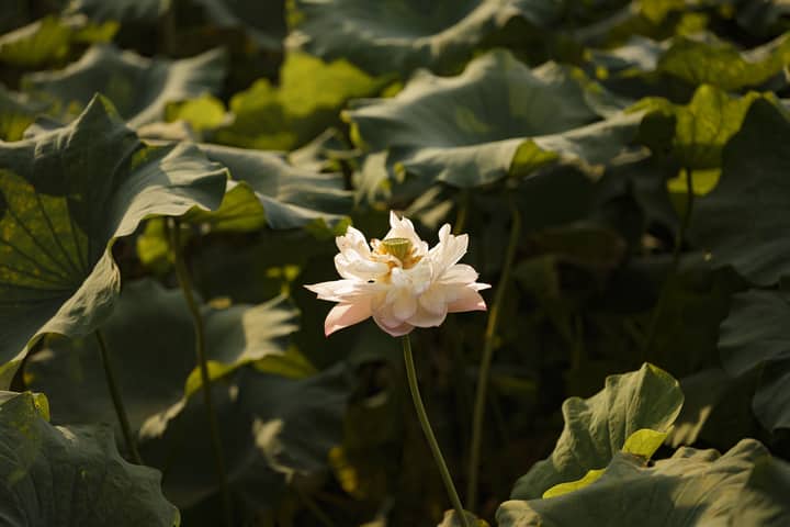 Serene view of a lotus flower blooming amidst green leaves, showcasing nature's beauty.