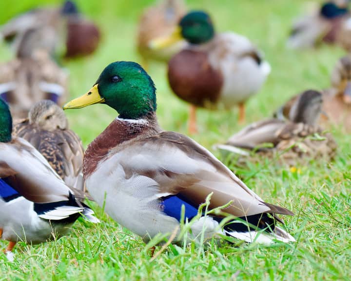 A picturesque group of mallard ducks in vibrant plumage leisurely grazing on grass in Decatur, AL.
