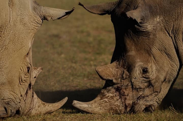 Intense face-off between two rhinoceroses in a safari setting. Wildlife photography.