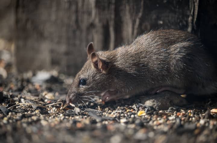 Detailed image of a street rat searching for food in natural habitat.