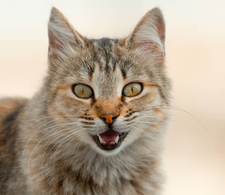 A detailed close-up of a tabby cat meowing, showcasing its whiskers and expressive eyes.