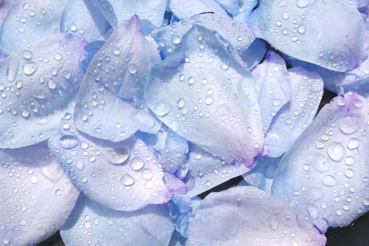 Close-up of dew on vibrant blue petals, creating a delicate and serene floral texture.