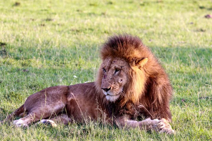 A majestic lion resting peacefully on the vibrant green grass of a safari landscape.