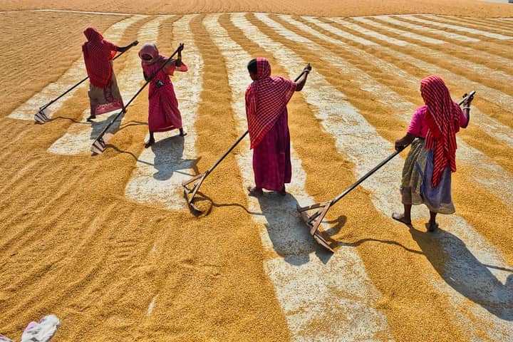 Women drying paddy under sunlight in rural Habra, India