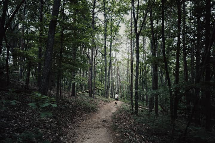 Explore the tranquil forest path in Suches, GA, surrounded by lush greenery and towering trees.