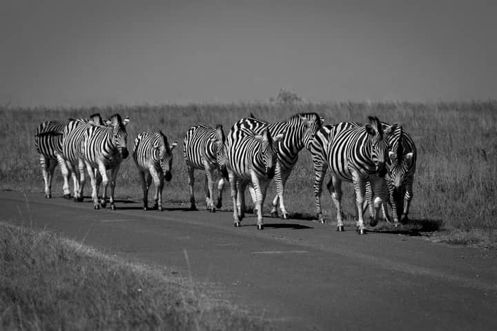 A group of zebras walking along a road in the savanna, captured in black and white.