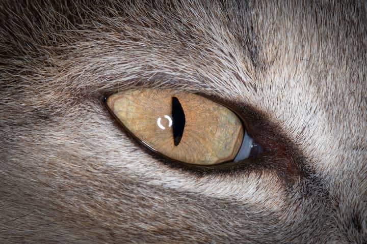 Intimate close-up of a cat's eye capturing detail and texture of its yellow iris.