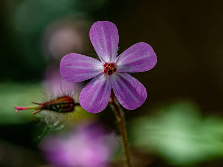 Macro shot of a blooming purple Roberts geranium flower with delicate petals.