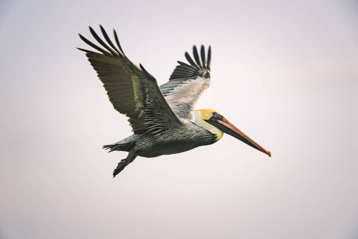 Brown pelican soaring gracefully against a clear sky in Fort Walton Beach, Florida.