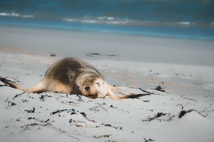 A seal sleeps peacefully on the sandy shores of Flinders Chase, Australia.