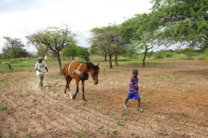 A farmer and child working in a rural field with a horse-drawn plow in Kaolack, Senegal.