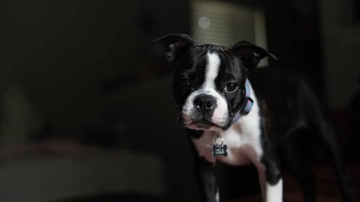 A Boston Terrier dog staring attentively indoors with a dark background.