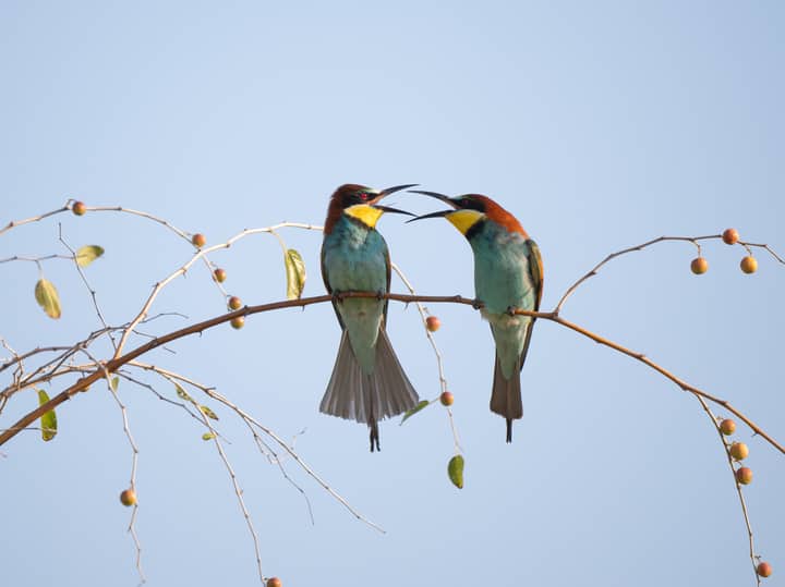 Two vibrant bee-eaters perched on a bare branch, engaging in a lively interaction against a clear blue sky.