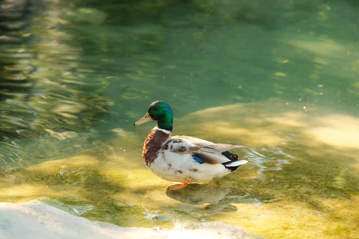 A vibrant mallard duck basking in the sunlight, standing in a clear pond.