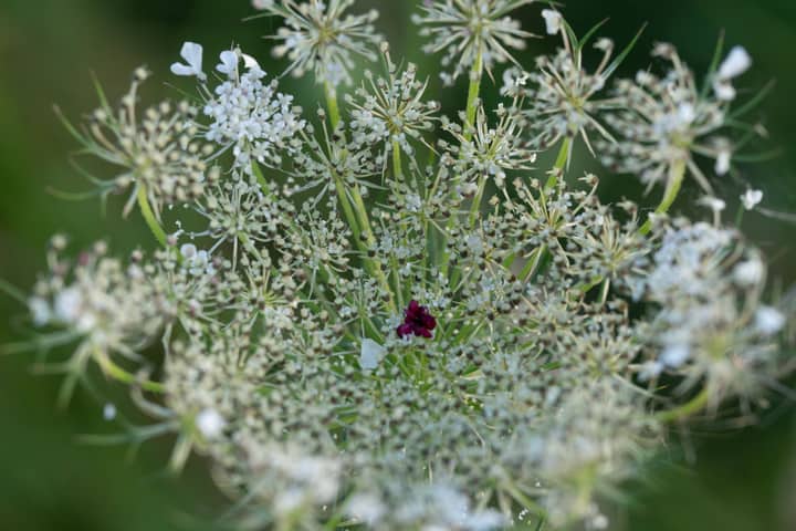 Macro shot of Queen Anne's Lace with a focus on delicate white blooms and green background.