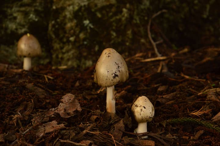 Close-up of mushrooms growing on forest floor surrounded by fallen leaves and twigs.