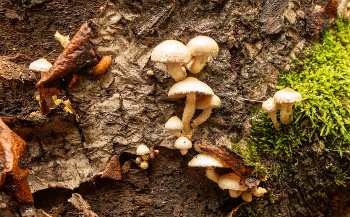 Close-up of fungi and moss growing on a forest log in Wallonia, Belgium.