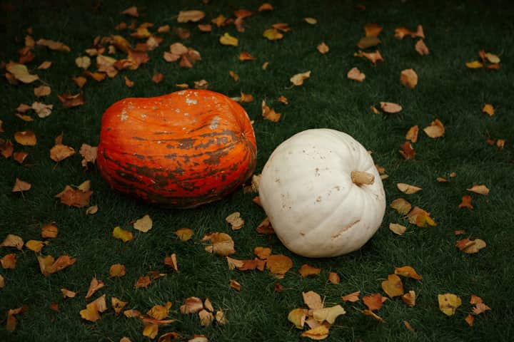 Two colorful pumpkins on grass surrounded by autumn leaves, perfect for seasonal and festive themes.
