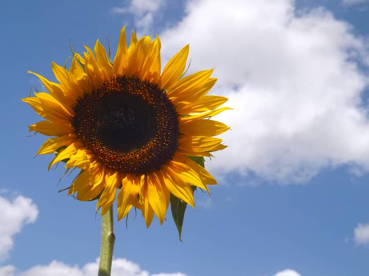 Bright sunflower basking under a clear sky, highlighting summer's beauty.