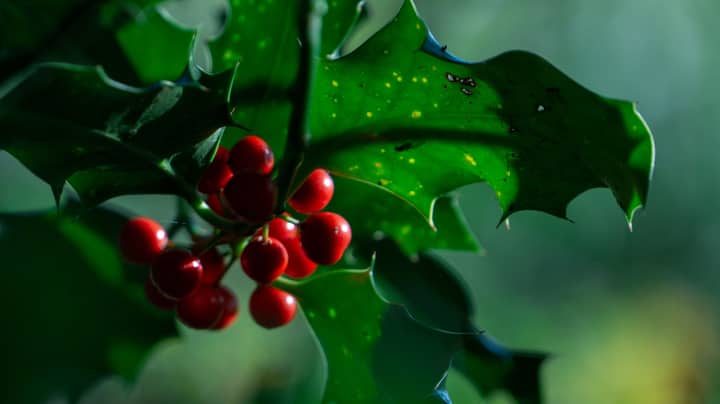Vibrant green holly leaves with red berries captured in natural lighting.