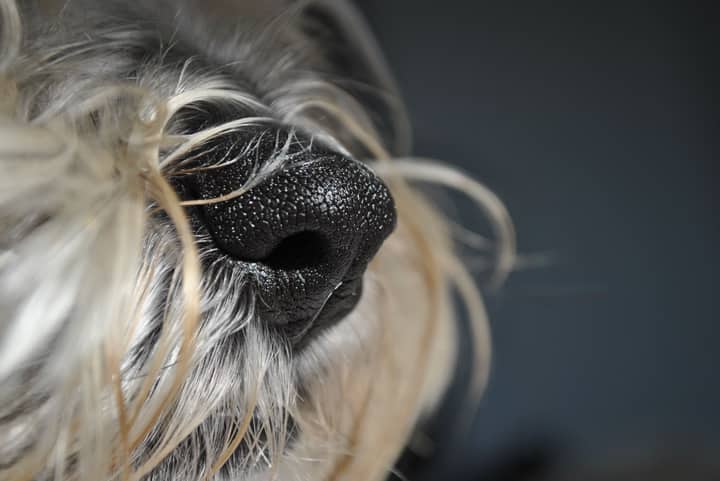 A detailed close-up of a terrier dog's black nose surrounded by whiskers and fur.