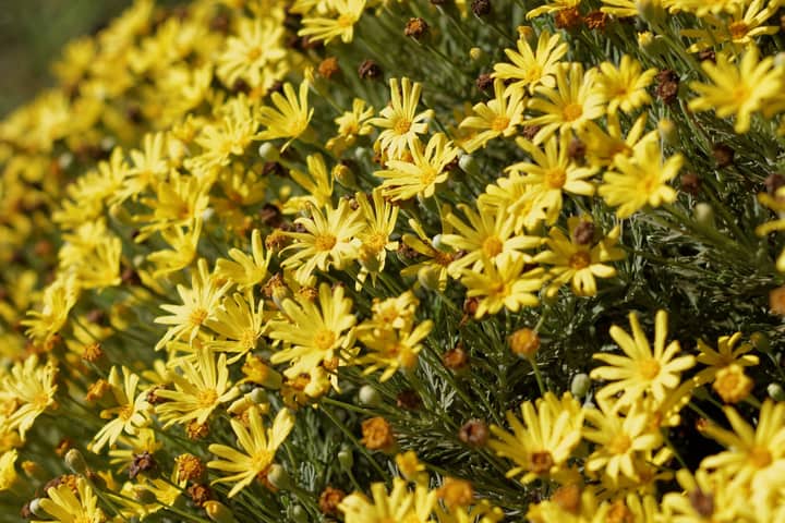 Bright yellow daisies flourishing in a garden in Wellington, South Africa.