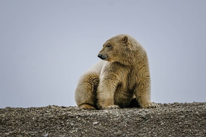 A polar bear sits on rocky ground, gazing thoughtfully into the distance.
