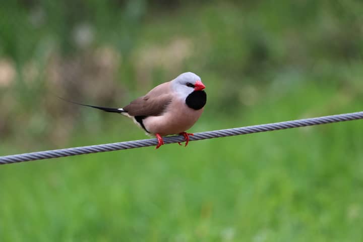 A long-tailed finch rests on a wire against a blurred green background.