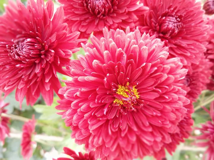 Close-up of vibrant pink chrysanthemums blooming outdoors, showcasing their intricate petals.