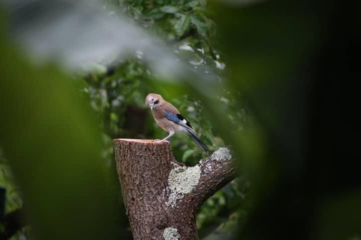 Close-up of an Eurasian Jay perched on a tree stump in a lush green forest.