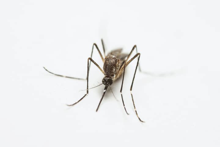 Detailed macro shot highlighting a mosquito's texture and form on a white background.
