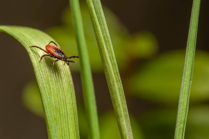 Close-up of a dangerous castor bean tick (Ixodes ricinus) on a green leaf.