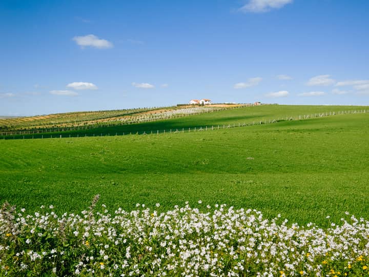 Beautiful landscape of green fields with flowers under a clear blue sky in Sidi Thabet, Tunisia.
