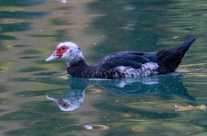 Close-up of a Muscovy duck swimming in a tranquil lake in Valencia, Spain.
