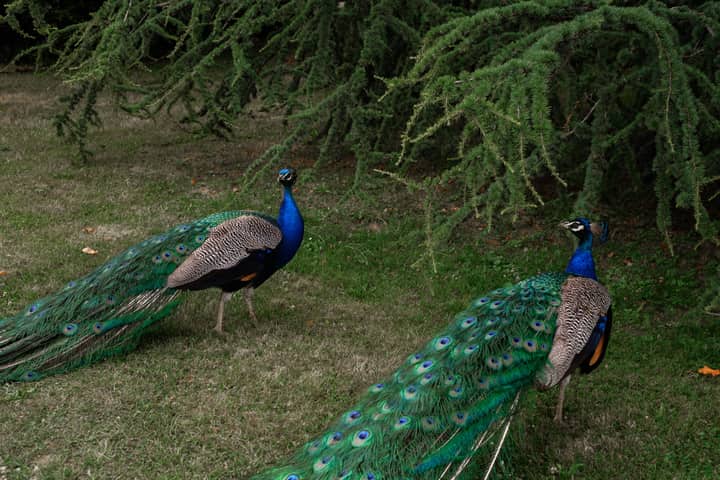 Two majestic peacocks with vibrant plumage standing under evergreen trees.